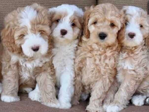 Labradoodle Cachorros Hermanitos Completoas Súper Compactos