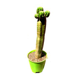 Maceta Cactus Echinopsis Peruvianus