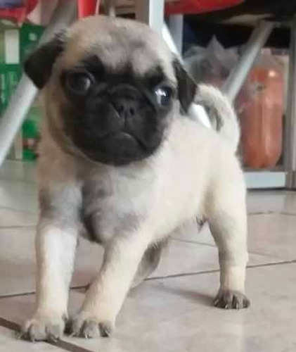 Perritos Pug