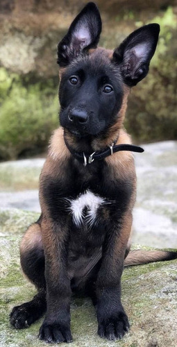 Pastor Belga Malinois Excelente Genetica