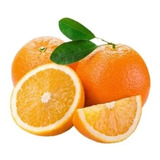 Muda De Laranja Pera Rio Enxertada. Produzindo Envio Já 