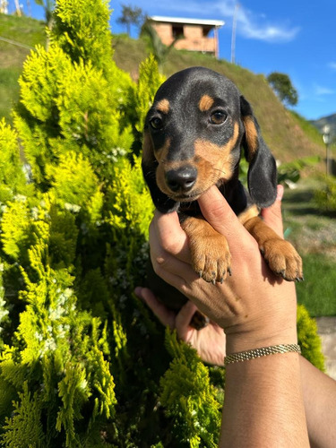 Teckel Negra Cachorra Perro Salchicha Negra Disponibles 