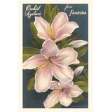 Libro Vintage Journal Orchid Azaleas, Florida - Found Ima...