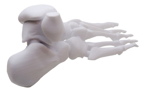 Pie Humano Huesos Impreso En 3d 3dimpressions