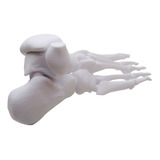 Pie Humano Huesos Impreso En 3d 3dimpressions