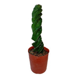 Cactus Espiralado O Tornillo En Maceta Ø 16 Con Gravas