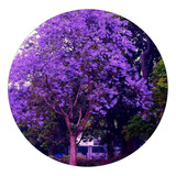 Muda De Ipê Roxo Lindo Que Já Floriu E Soltou Flores 