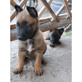 Cachorros Belga Malinois 