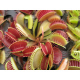 Planta Carnívora Venus Atrapamoscas Dionaea Muscipula Vp