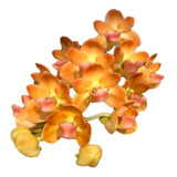 Orquídea Rhynchostylis Gigantea Peach