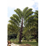 Palmera Wallichia Disticha (planta De Colección)