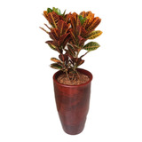 Planta Cróton Petra Vermelho +vaso Decorativo Grande