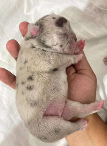 Bulldog Frances Hembra Lilac Merle Little Boys