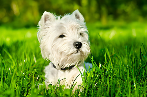 Perros West Highland White Terrier Cachorros Westie Puppy