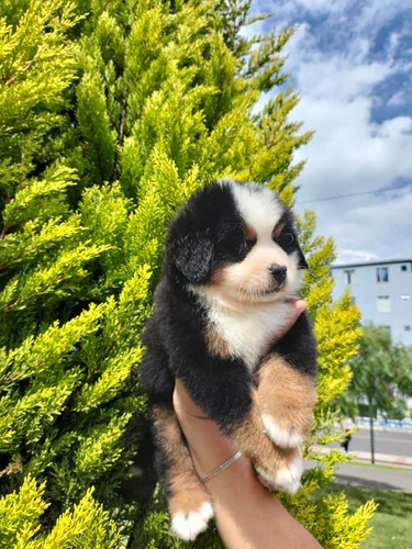 Cachorros Bernes De La Montaña 