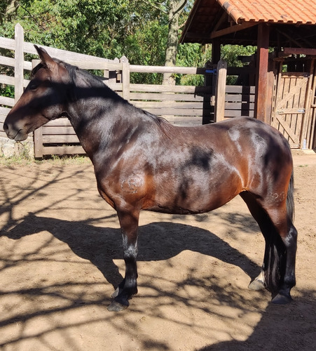 Égua Mangalarga Marchador, Prenhe