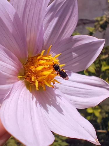 Dahlia Soresenii - Semillas