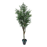 Algarrobo ( Planta ) Ceratonia Siliqua 1mt