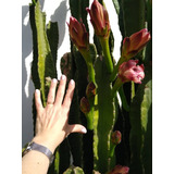 Cactus Cereus Peruvianus Grande