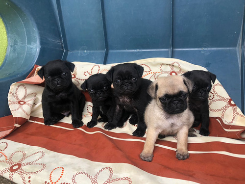 Cachorros  Pug , Cuentan Con Una Vacuna 