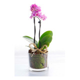 20 Semillas De Orquídeas Mini Variada Hermosas + Abono