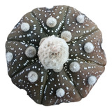 Cactus Astrophytum Asterias Mediano En Su Raiz 