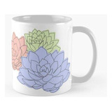 Taza X4 Hermosas Suculentas Coloridas Echeveria Calidad Prem