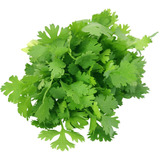 Semillas Cilantro Magnum X1 Lb Y A