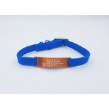 Chapita Gato Anodizada Naranja + Collar Azul 1 Cm Elastizado