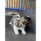 Perritos Shih Tzu 2 Meses