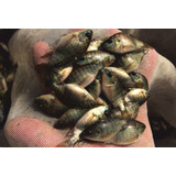 60 Alevines De Tilapia Oreocrhomis Niloticus