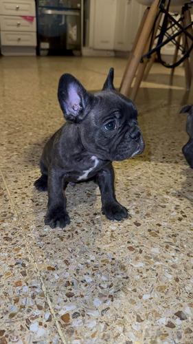 Cachorros Bulldog Frances 