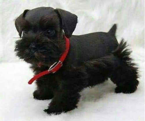 Cachorros Schnauzer Miniatura 