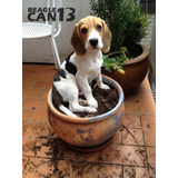 Cachorro Beagle 017