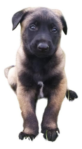 Hermosos Cachorros Pastor Belga Malinois Disponibles Pets