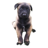 Hermosos Cachorros Pastor Belga Malinois Disponibles Pets