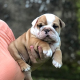 Cachorros Bulldog Ingles Perros En Venta Facatativá 