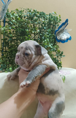  Bulldog Francés Hembra Y Macho Exóticos. Precio D Seña