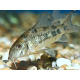 Pez Corydora Limpiafondo Agua Fria 