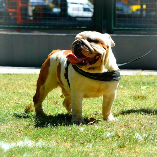 Servicio De Stud Bulldog Inglés Campeón Excelente Genética