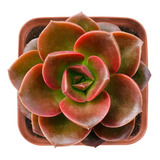 Muda Suculenta Echeveria Melaco Roseta Colorida Negra 