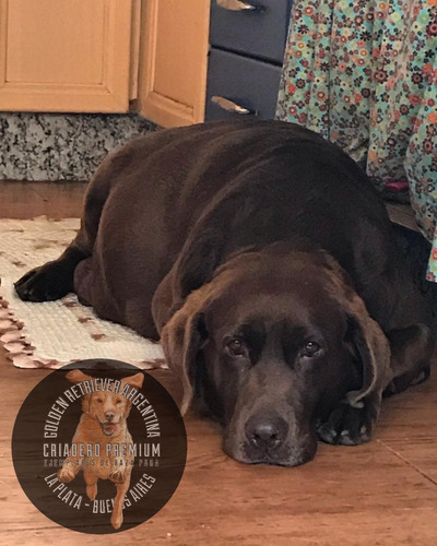 Cachorros Labrador Chocolate Consulte Envios A Todo El Pais