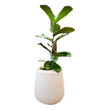 Ficus Pandurata En Maceta Rotomoldeada De 35cm × 50cm