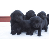 Labrador Hermosos Cachorros Excelente Calidad !!!! 