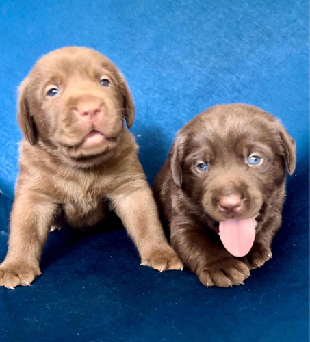 Vendo Cachorros Labradores Color Chocolate