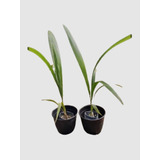 Plantas De Exterior 60cm Pind Palm Envio 