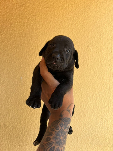 Cachorro Labrador Negro Pura Raza Animal Pets 