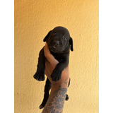 Cachorro Labrador Negro Pura Raza Animal Pets 