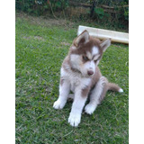 Husky Siberiano Manto Rojo