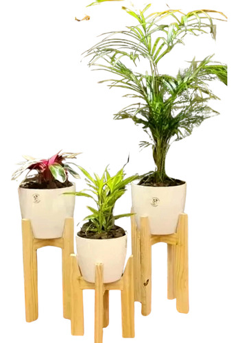 Areca,calatea Y Dracena Sanderiana En Maceta Premium Y Pie 